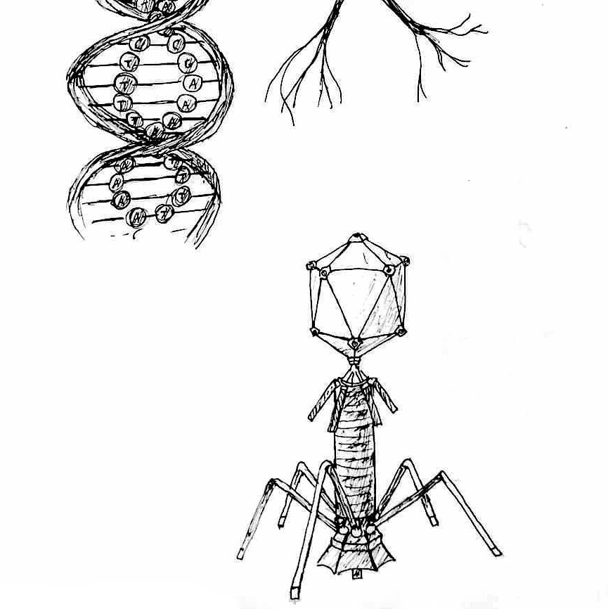 Author illustration of a bacteriophage